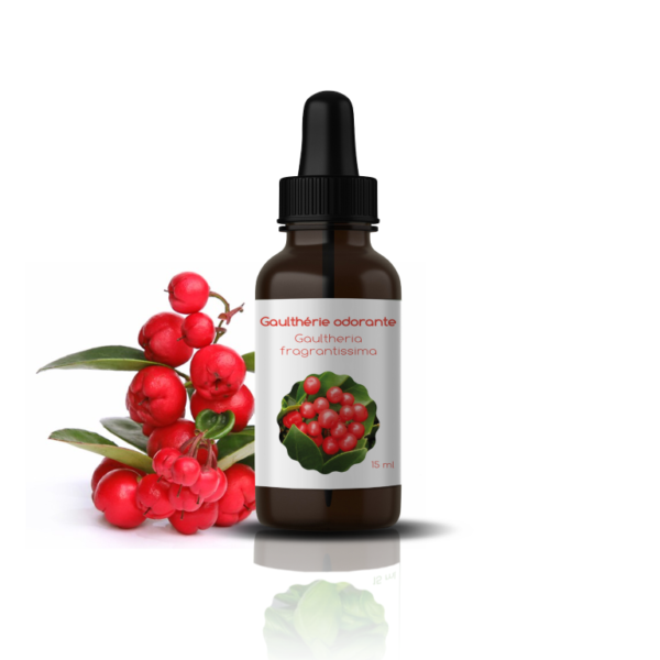 H.E DE GAULTHERIE: Gaultheria procumbens