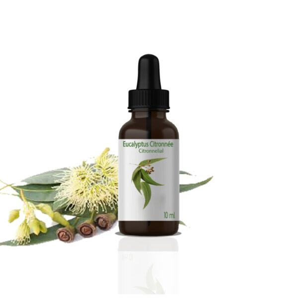 36 H.E D’EUCALYPTUS CITRONNEE