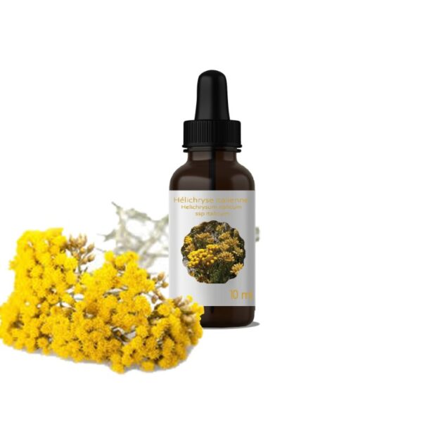 37 H.E D’HELICHRYSE ITALIENNE (Hélichrysum italicum)